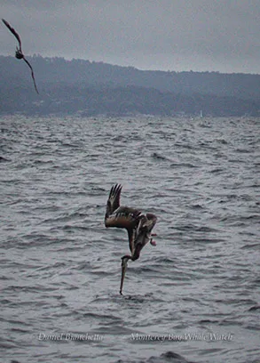 Pelican diving photo by daniel bianchetta