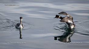Eared Grebes photo by Daniel Bianchetta