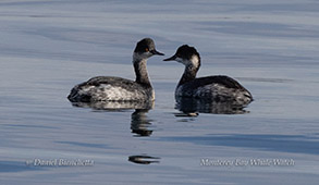 Eared Grebes photo by daniel bianchetta