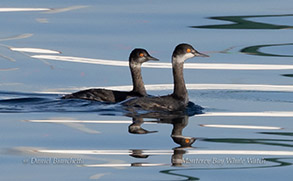 Eared Grebes photo by daniel bianchetta