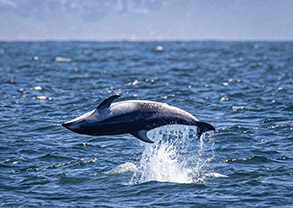Flipping Pacific White-sided Dolphin photo by daniel bianchetta