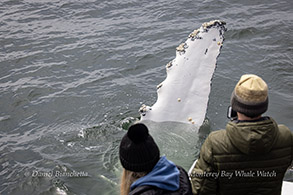 Friendly Humpback Whale showing off pectoral fin photo by daniel bianchetta
