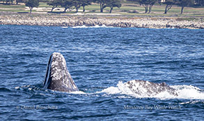 Gray Whales mating photo by Daniel Bianchetta