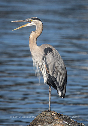 Great Blue Heron photo by daniel bianchetta