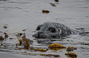 Harbor Seal photo by daniel bianchetta
