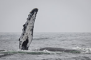 Humpback Whale pectoral fin photo by daniel bianchetta