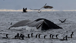 Humpback Whale fluking up with a flock of Brandt's Cormorants photo by daniel bianchetta