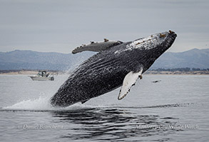Humpback Whale breaching photo by daniel bianchetta
