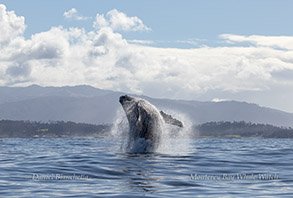 Humpback Whale breaching photo by daniel bianchetta