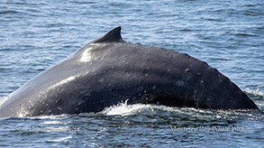 Humpback Whale photo by daniel bianchetta