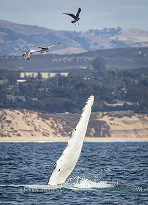 Pectoral fin of side-lunging Humpback Whale photo by daniel bianchetta