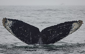 Humpback Whale ID Snowy Owl photo by daniel bianchetta