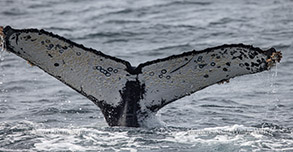 Humpback Whale tail photo by Daniel Bianchetta
