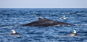 Humpback Whale With Pacific White-sided Dolphins photo by Daniel Bianchetta
