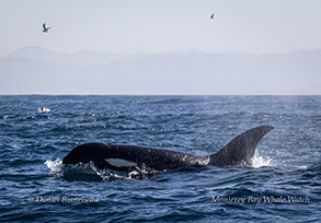 Breaching Risso's Dolphin photo by daniel bianchetta