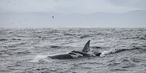 Killer Whales CA51 Star and CA51F Nebula Photo by Daniel Bianchetta