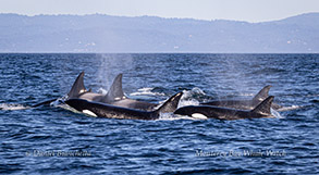 Killer Whales photo by Daniel Bianchetta