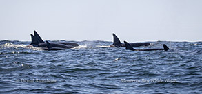 Killer Whales (Orcas) photo by daniel bianchetta
