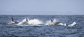 Killer Whales photo by daniel bianchetta