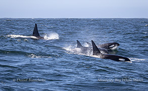Killer Whales (Orcas) photo by daniel bianchetta