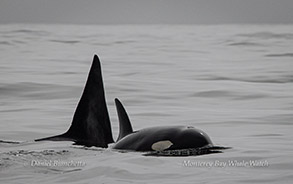 Killer Whales (Orcas) photo by daniel bianchetta