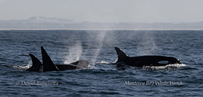Killer Whales photo by daniel bianchetta