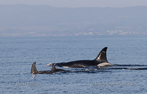 Killer Whales photo by daniel bianchetta