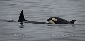 Killer Whales Star and her calf Nebula photo by daniel bianchetta