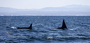 Killer Whales CA169 (Tofina) and CA171B (Fatfin) photo by Daniel Bianchetta