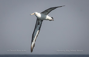 Laysan Albatross photo by daniel bianchetta