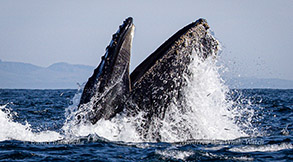 Lunge-feeding Humpback Whale photo by Daniel Bianchetta