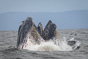 Lunge-feeding Humpback Whales photo by daniel bianchetta