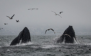 Lunge-feeding Humpback Whales photo by daniel bianchetta