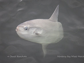 Mola Mola - Ocean Sunfish photo by daniel bianchetta