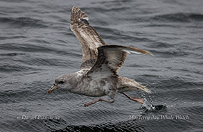 Northern Fulmar preparing to take off photo by daniel bianchetta