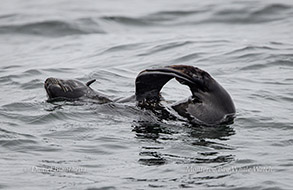  Northern Fur Seal in jug handle position photo by daniel bianchetta
