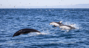 Northern Right Whale Dolphin and Pacific White-sided Dolphins photo by Daniel Bianchetta