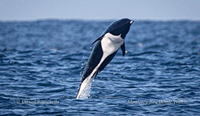 Northern Right Whale Dolphin photo by Daniel Bianchetta