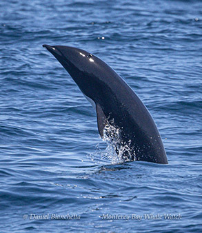 Northern Right Whale Dolphin photo by daniel bianchetta