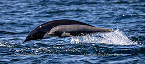 Northern Right Whale Dolphins cow and calf photo by Daniel Bianchetta