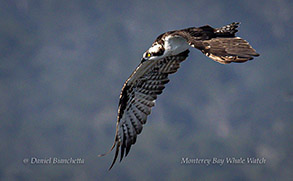 Osprey photo by daniel bianchetta