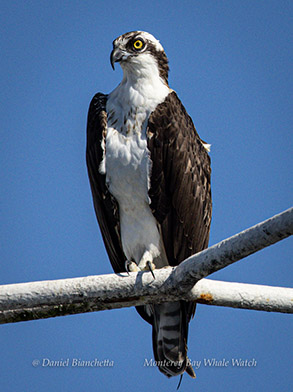 Osprey photo by daniel bianchetta