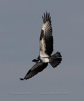 Osprey photo by daniel bianchetta