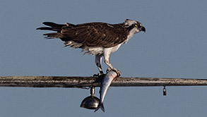 Osprey with fish photo by daniel bianchetta