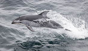 Pacific White-sided Dolphin Photo by Daniel Bianchetta