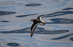 Phalarope photo by daniel bianchetta
