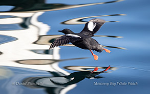 Pigeon Guillemot photo by daniel bianchetta