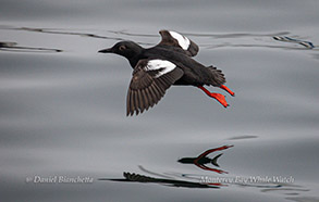 Pigeon Guillemot photo by daniel bianchetta