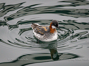 Red-necked Phalarope photo by daniel bianchetta