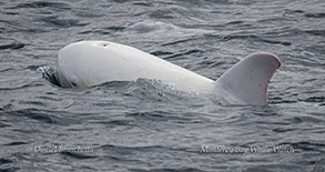Risso's Dolphin Casper photo by Daniel Bianchetta